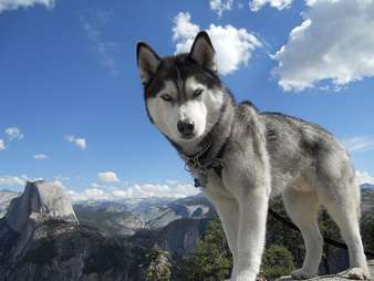 shaved husky